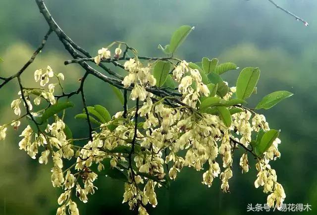 濒临灭绝的珍稀植物,世界珍稀濒危植物三大旗舰种