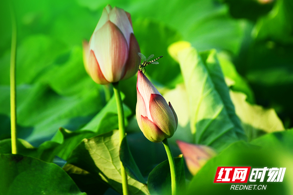 湖南赏荷,夏日赏荷好推荐打卡地
