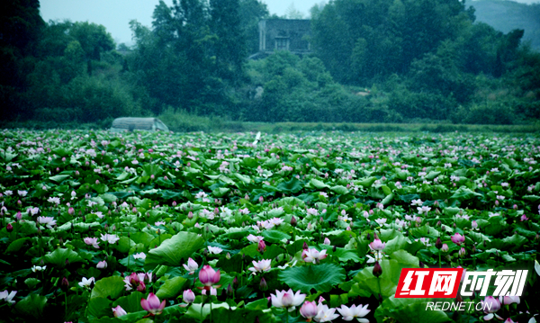 湖南赏荷,夏日赏荷好推荐打卡地
