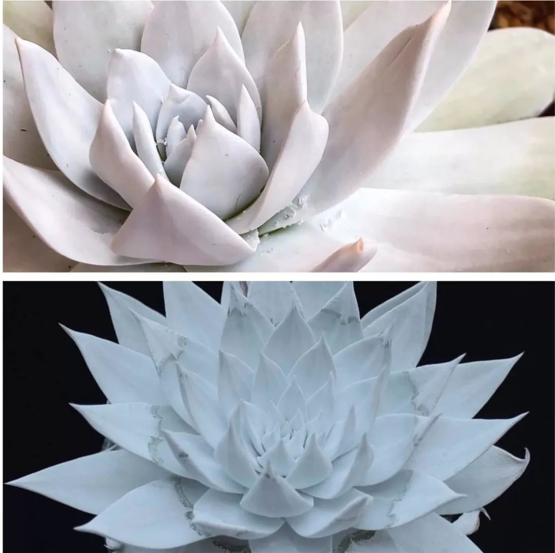 偷了价值10万的多肉,偷多肉可耻吗