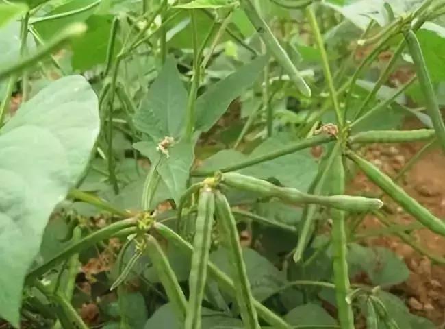 绿豆怎样防治红蜘蛛,绿豆灰霉病防治措施有哪些