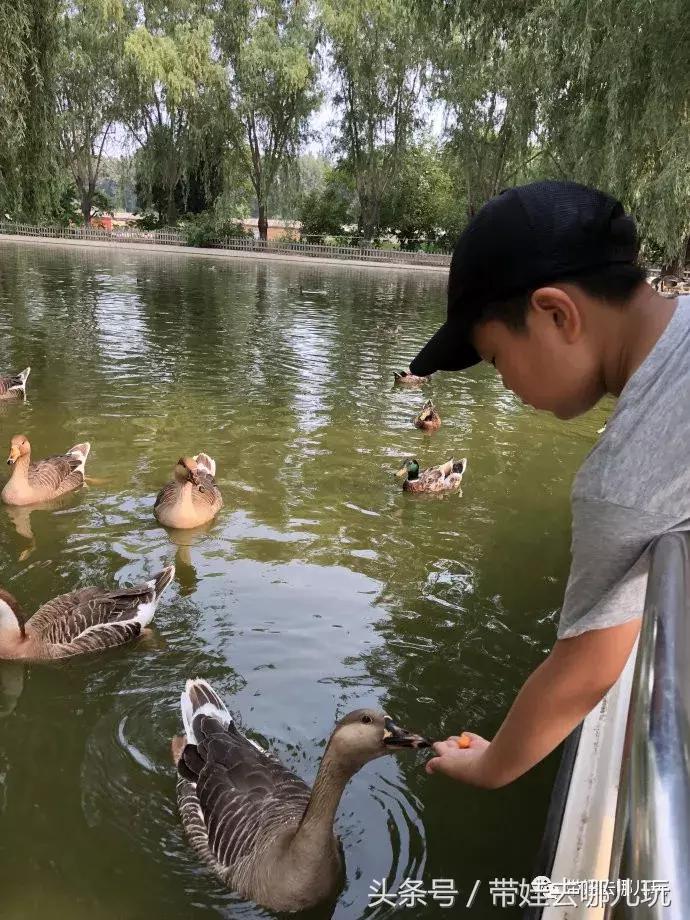 长隆野生动物园一日游简单攻略,长隆野生动物园两天一晚游玩攻略