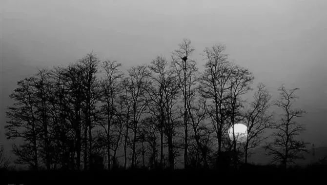 《春寒-凋零野水下鹚滩》作者：原上菁