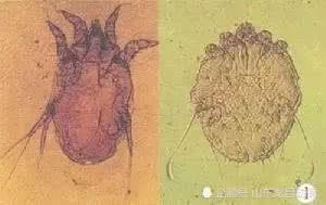 猪场寄生虫病的监测及防治措施,养猪场寄生虫怎么防止复发