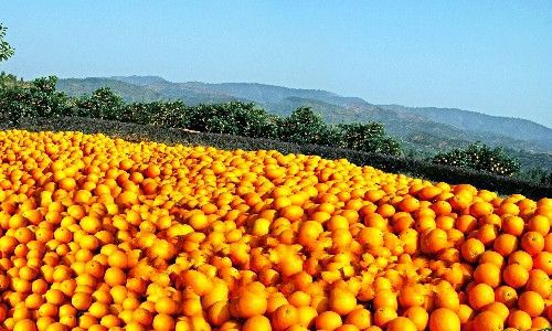 赣南脐橙全世界闻名,脐橙世界之最