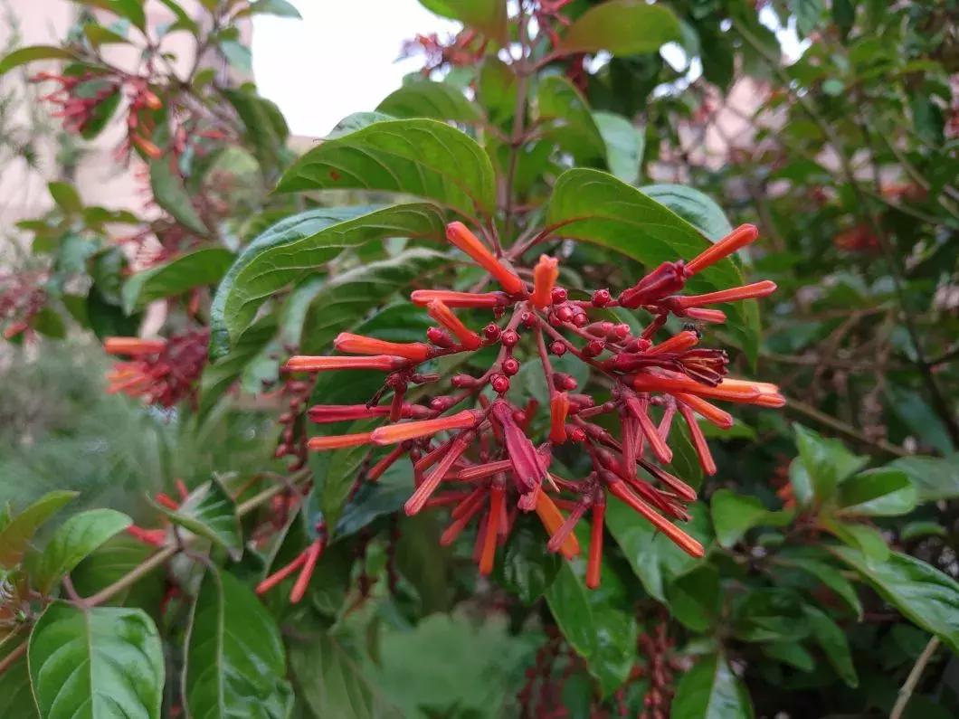 华硕zenfone5z升级后手机无信号,华硕zenfone52014