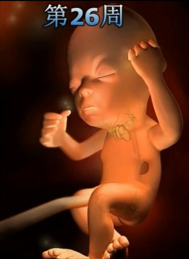 胎儿发育震撼照片,最全胎儿发育图