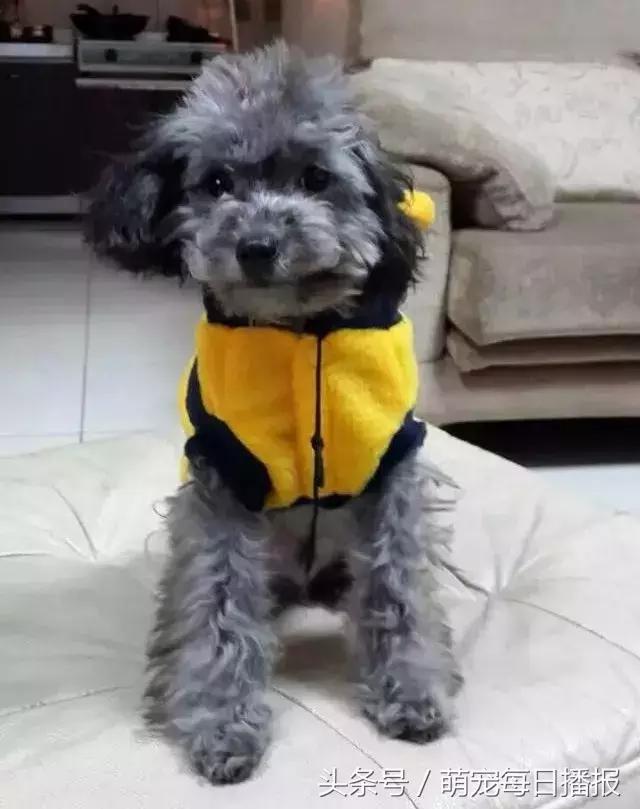 捡了一只黑色泰迪找不到主人,捡回家一只泰迪