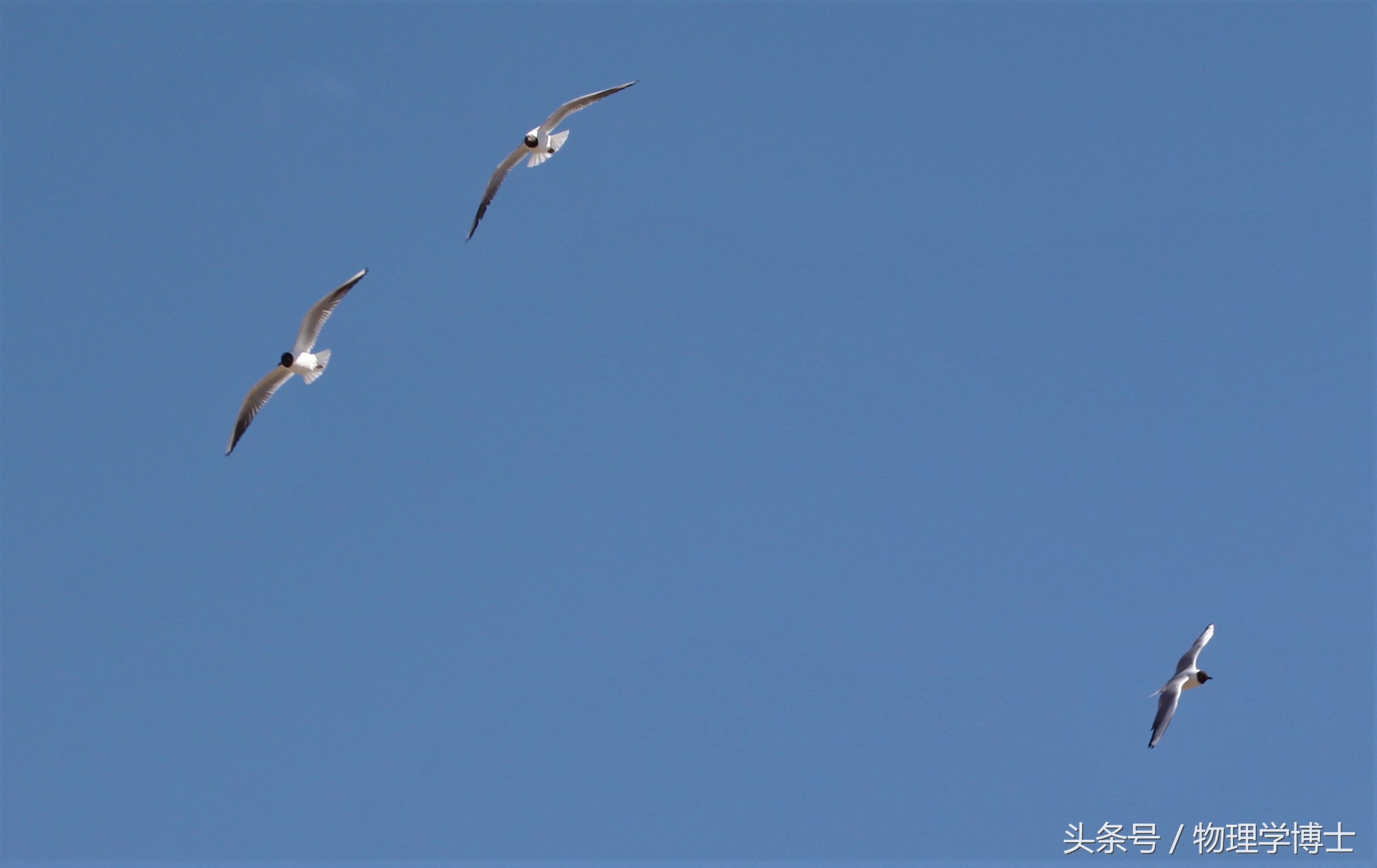 北海是四海之首吗,四海之一的北海在哪里