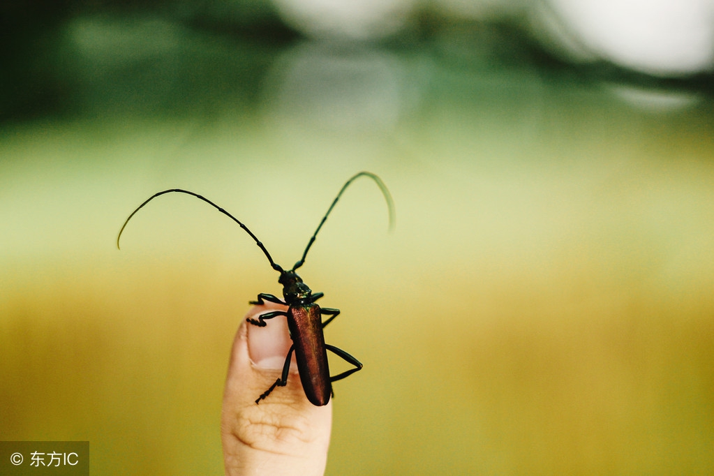 仿写昆虫备忘录写一种昆虫300字,昆虫备忘录没见过的昆虫
