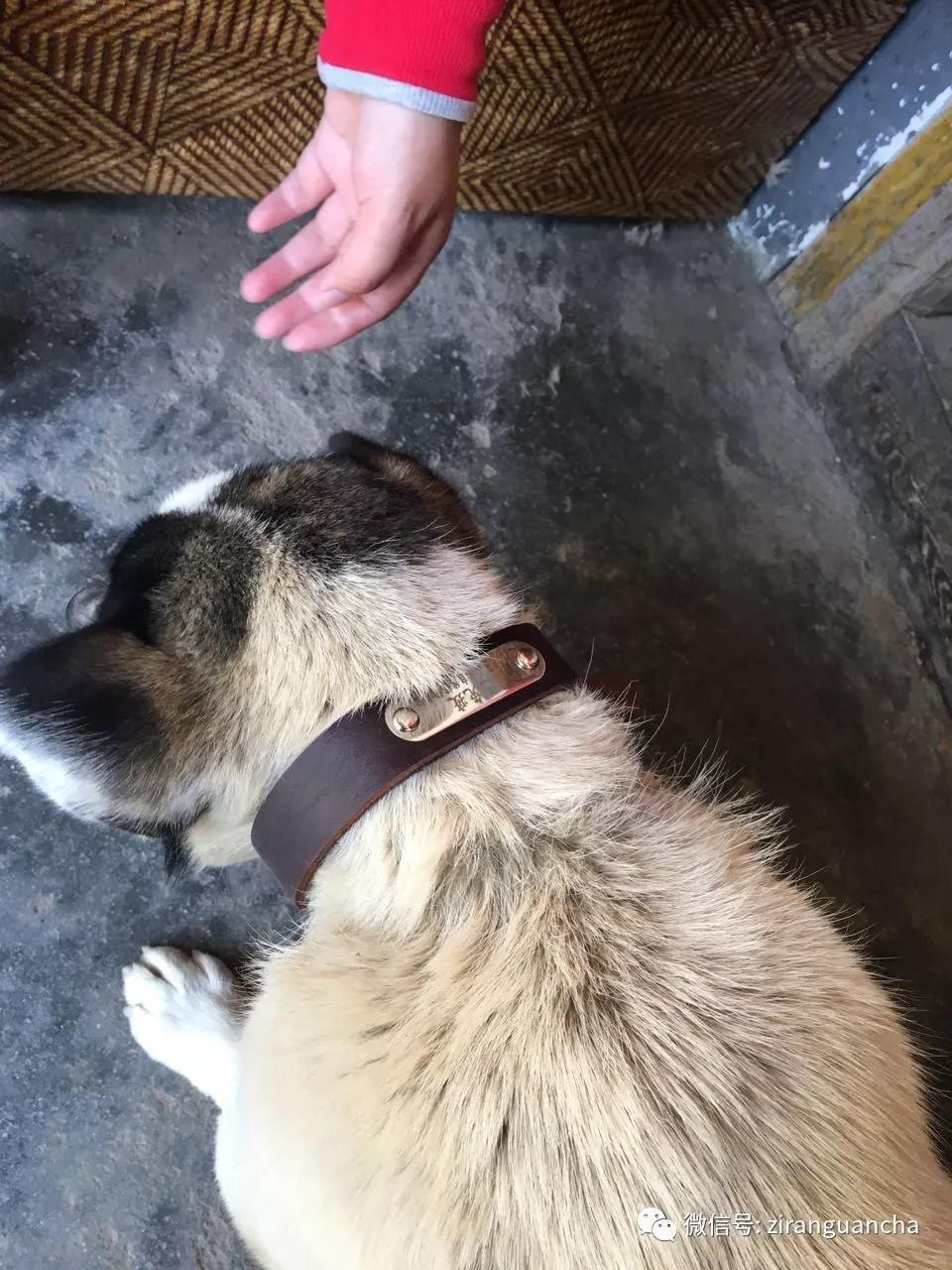 秦岭大熊猫犬瘟热事件,犬瘟热危险期