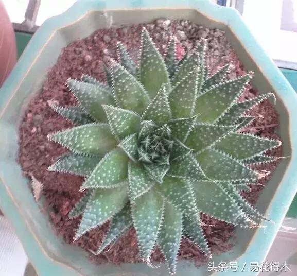 所有的芦荟都可以美容,什么样的芦荟不可以美容用