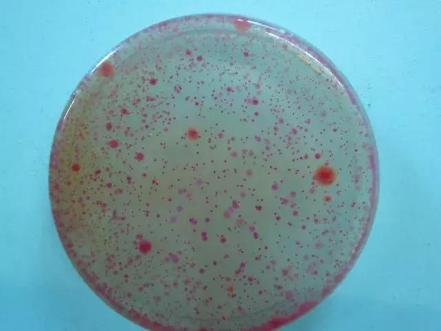 森田治疗最新消息,森田面膜最新事件