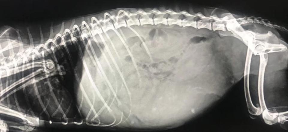 狗：我一次恋爱都没谈，居然得了这种病