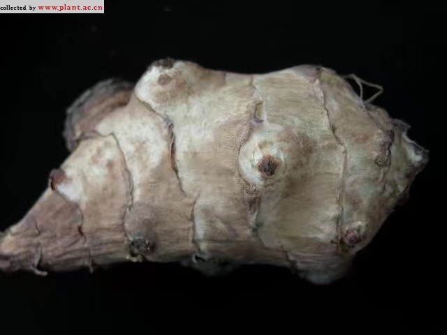 不同年龄段的童年回忆,你们的童年回忆是什么样