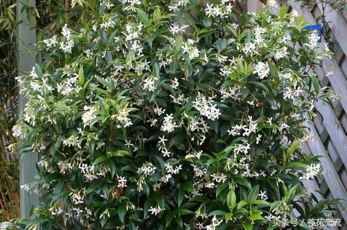 适合攀爬的植物有哪些,十种最好养的攀爬植物