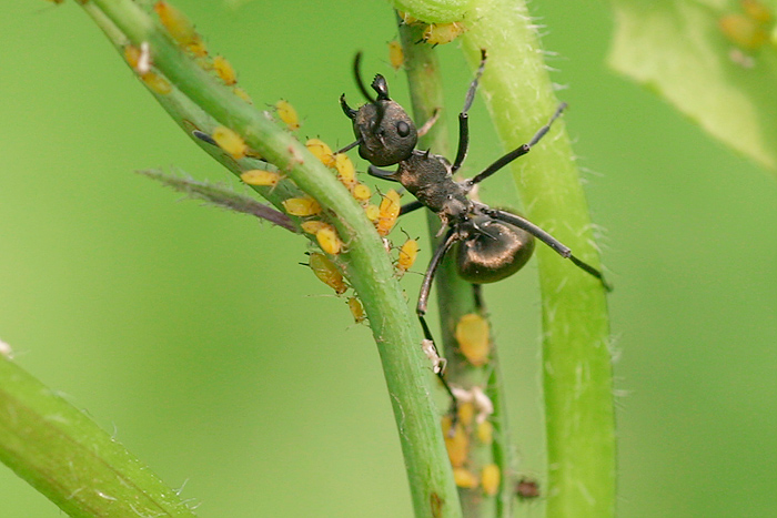 蚂蚁才是地球上进化最完美的生物,蚂蚁是人类进化的最高阶梯吗