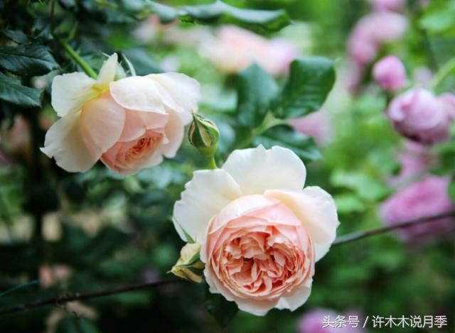 月季黑杆的处理方法,月季黑杆了怎么办教你一招解决