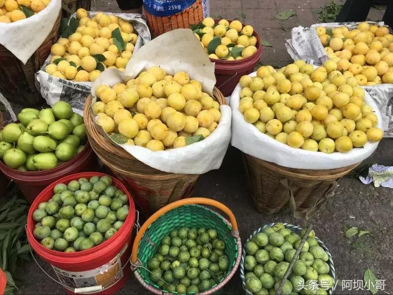 相约盛夏七月，康养汶川的李子熟了！花椒红了！