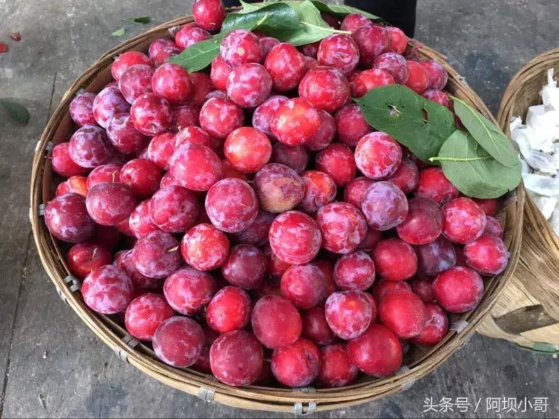 相约盛夏七月，康养汶川的李子熟了！花椒红了！