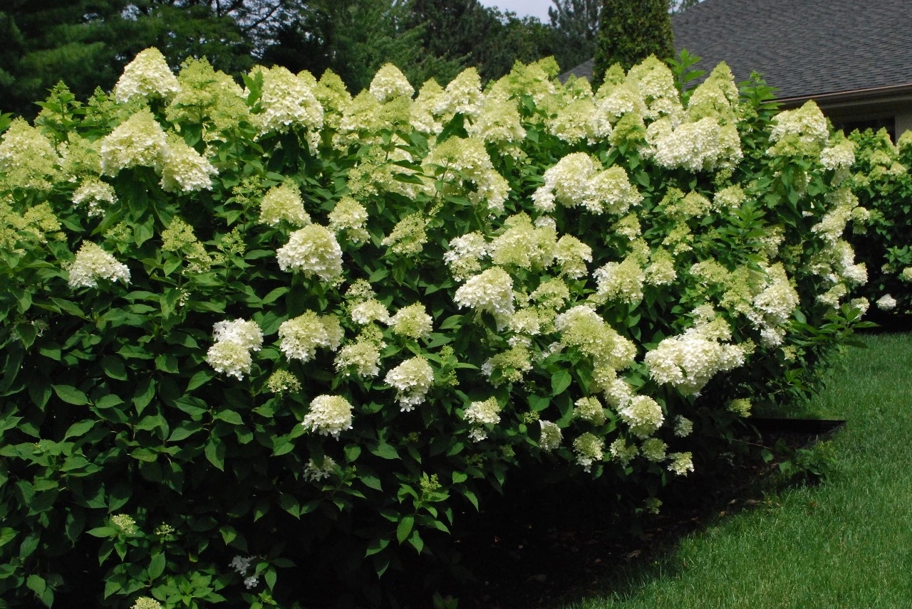 不与群芳争春色淡留清气满乾坤,不与群芳争艳只待盛开