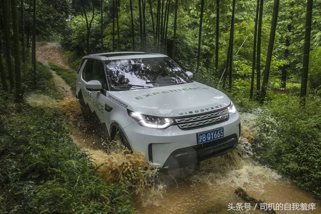 如果你想体验征服感，那养一头猛虎应该是不错的选择