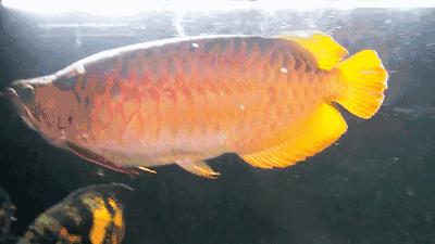 群游观赏鱼很帅,老缸养红龙注意事项