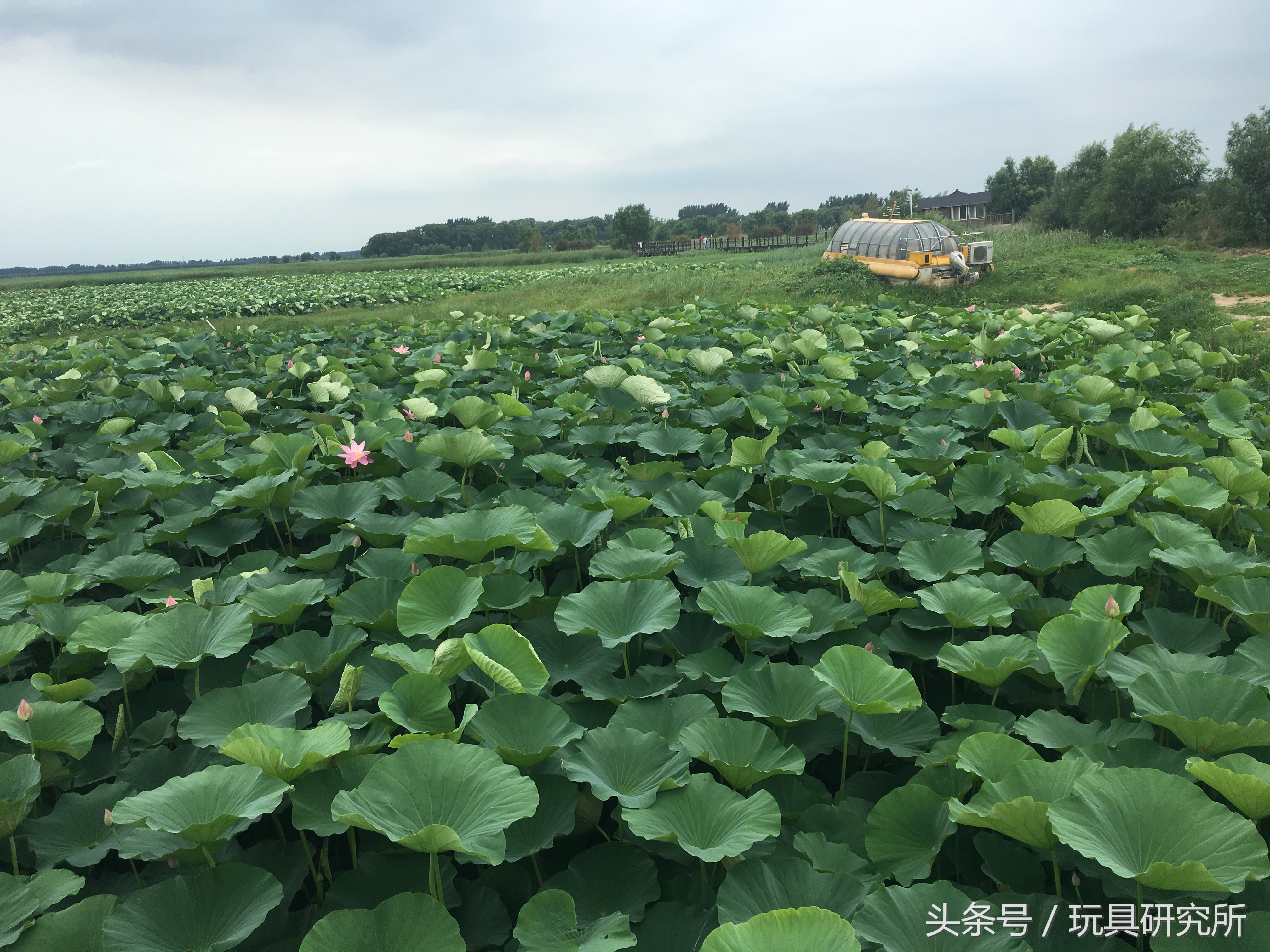 辽中珍珠湖看荷花带着孩子去哪儿玩珍珠湖环湖游沈阳周边游