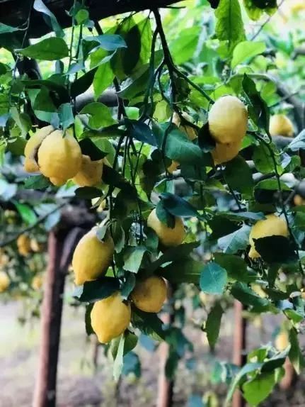 没有进世界杯的欧洲,没进世界杯的中国足球