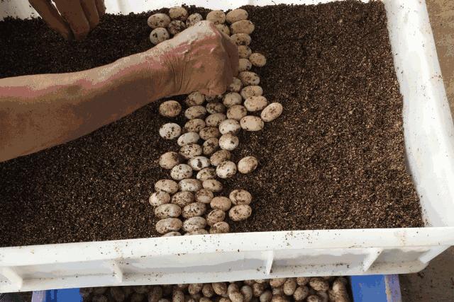 一周只卖3天网红龟苓膏，熬夜睇波食一盅即刻下火