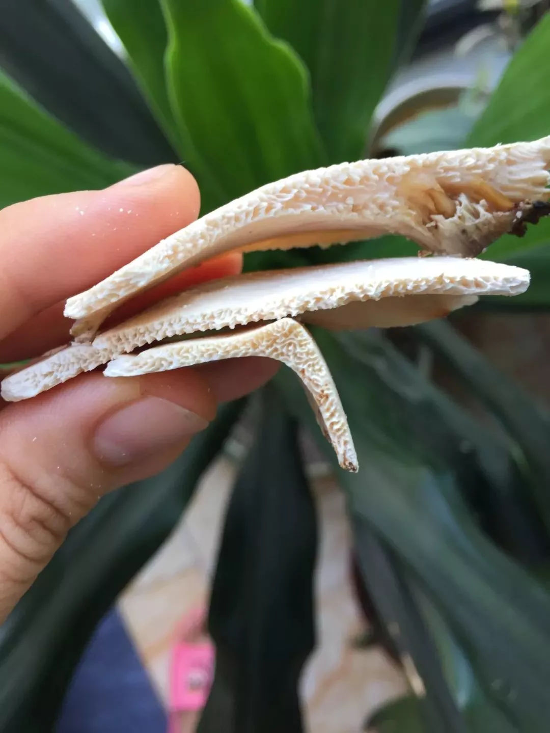 一周只卖3天网红龟苓膏，熬夜睇波食一盅即刻下火