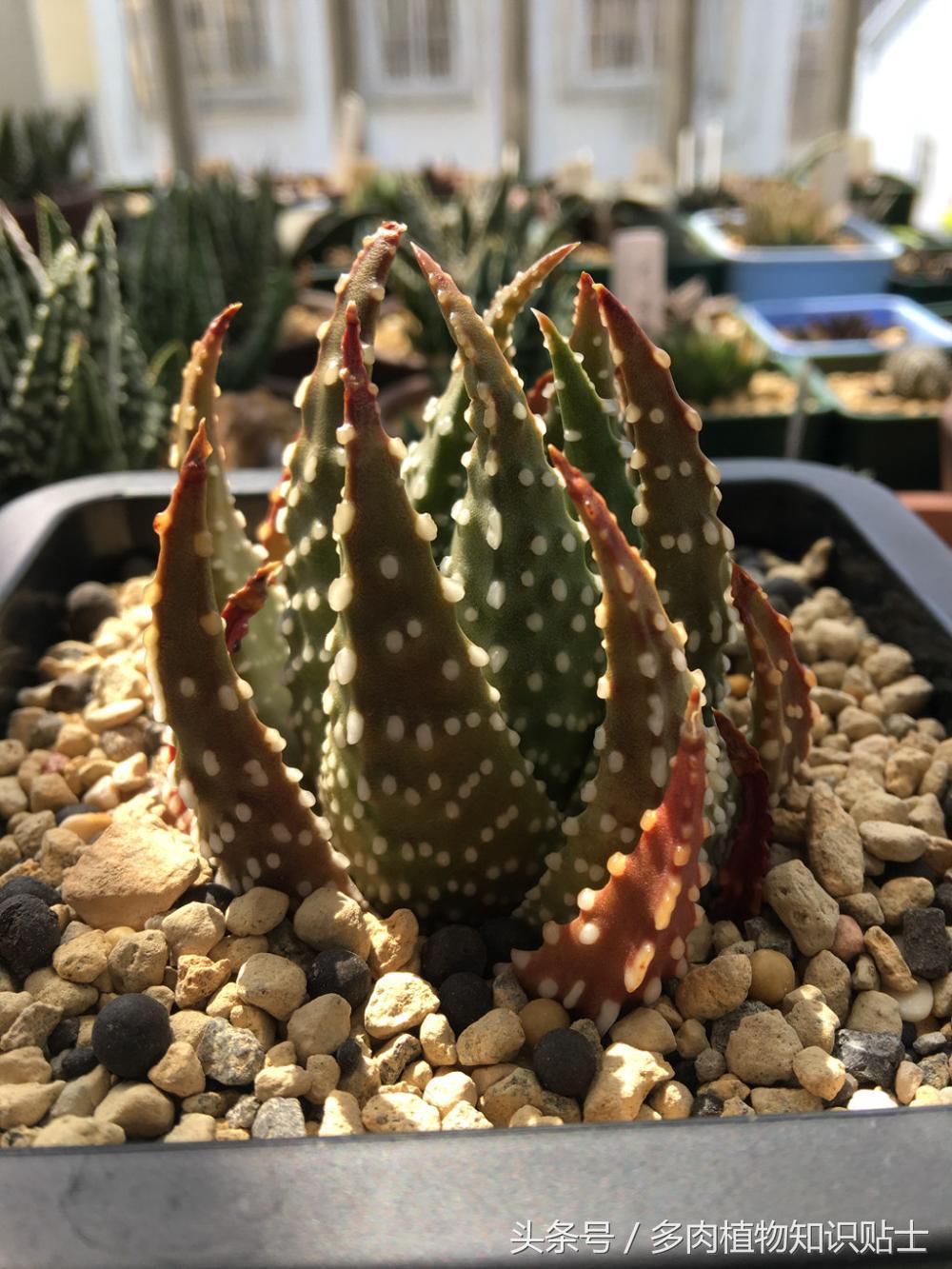 大神的硬叶十二卷阳台，为它们写日记