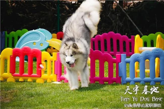 她和它的故事—灰色阿拉种公「宇文逸」