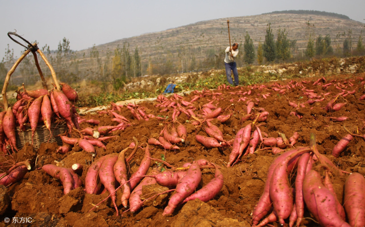 在农村找项目,在农村10万块钱做什么生意好