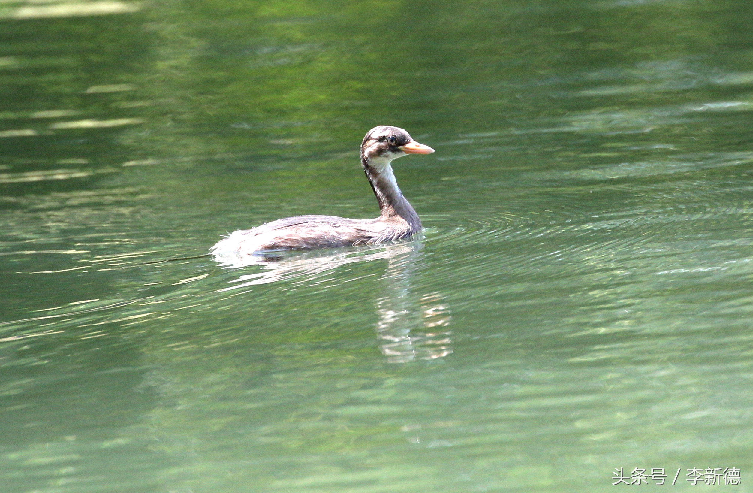 佳能5d3配24105镜头拍人像,佳能5d3501.8镜头拍合照