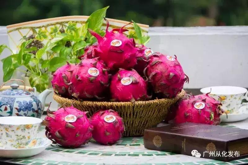 广州南沙冬天有番石榴摘吗,元旦广州摘番石榴