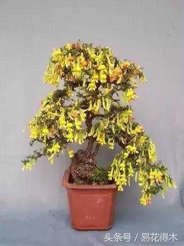 金雀南雀和北雀区别,金雀品种是南雀好还是北雀好