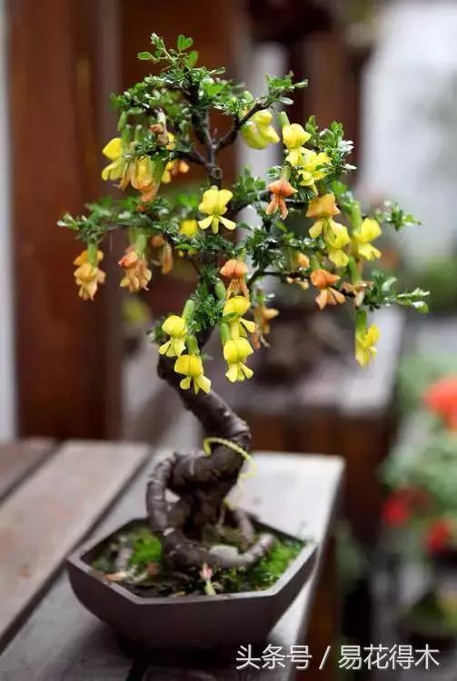 金雀南雀和北雀区别,金雀品种是南雀好还是北雀好