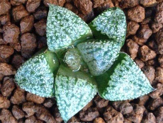 多肉白银寿,多肉银赫怎么养护