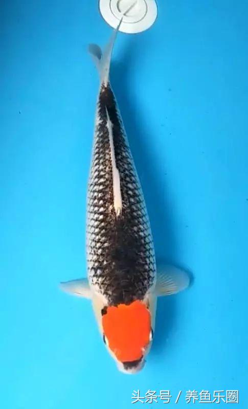 35度高温养锦鲤,锦鲤鱼缸高温怎么办