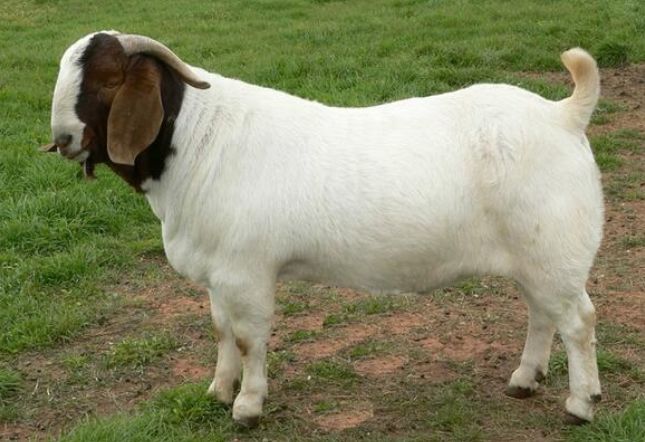 属羊的真的能克死属鼠的吗,鼠羊相冲到底有多严重