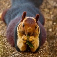 松鼠抓到了怎样处理,松鼠缉毒什么原理