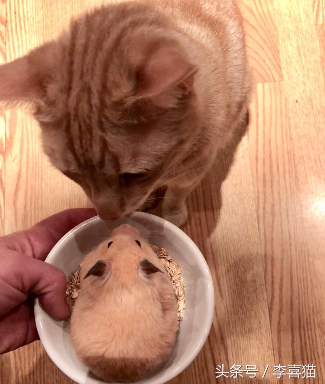 仓鼠和猫为什么是最好的朋友,猫和仓鼠居然成为了好朋友