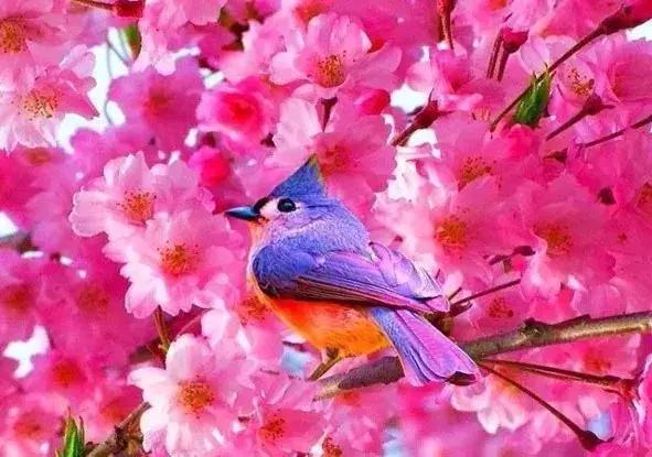 早上好清晨送你一首吉祥的歌,早上好喜鹊报喜的叫声