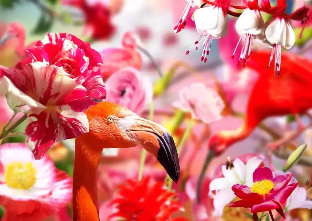 早上好清晨送你一首吉祥的歌,早上好喜鹊报喜的叫声