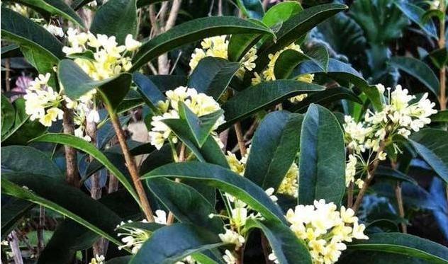 要想养好月季花需要什么,想养好桂花树