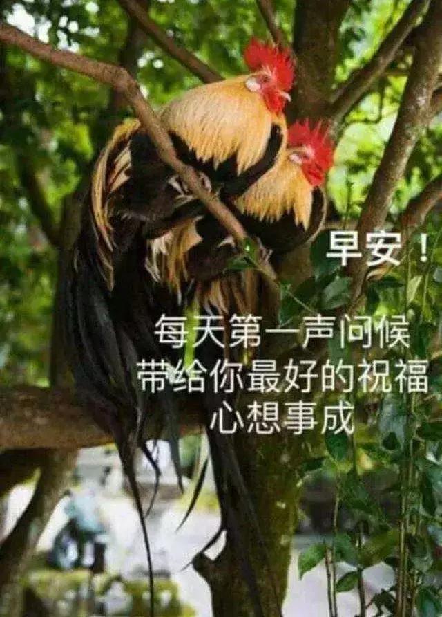 早安的句子简短带字图片,清晨早安简短心语