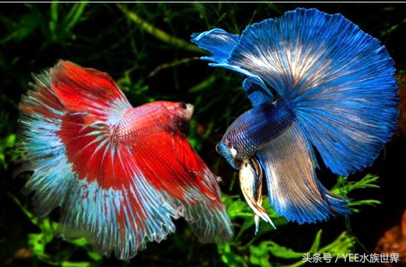 网上买鱼要注意什么,新手网上买鱼好吗