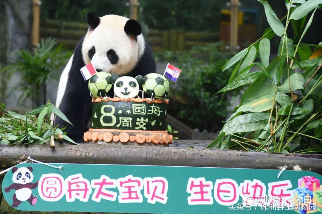 圆舟8岁啦!品足球蛋糕,预测世界杯,猫粉冒雨为他庆生!