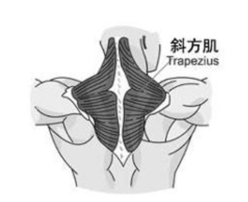 如何塑造漂亮又有气质的天鹅颈,教你如何练就天鹅美人颈